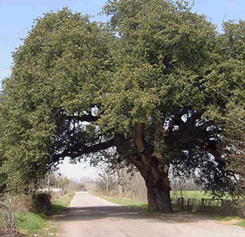 Matrimonial Oak-recent